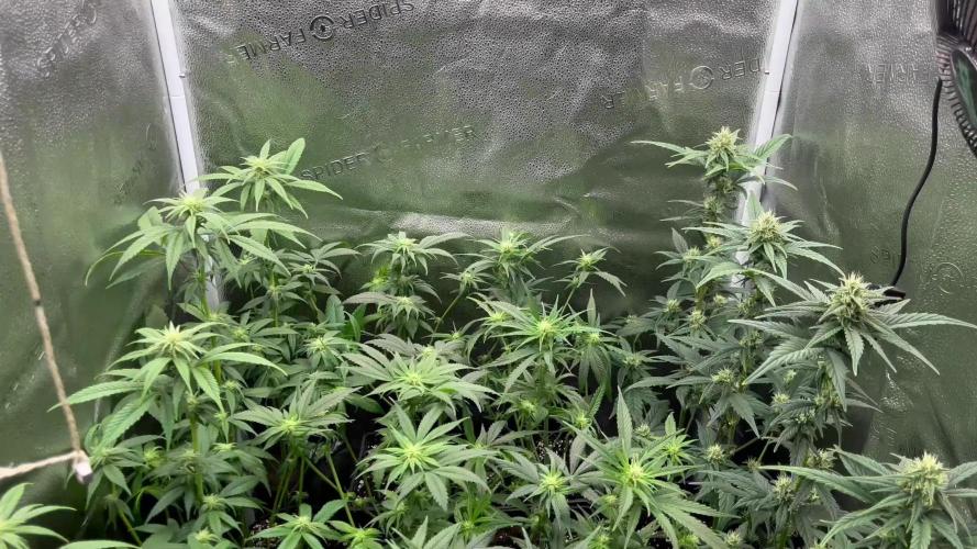 Clone to harvest - 4 Strain SoG indoor