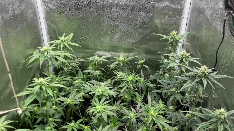 Clone to harvest - 4 Strain SoG indoor