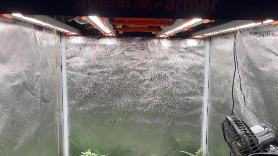 Clone to harvest - 4 Strain SoG indoor