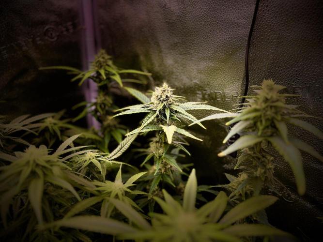 Clone to harvest - 4 Strain SoG indoor. Week 8