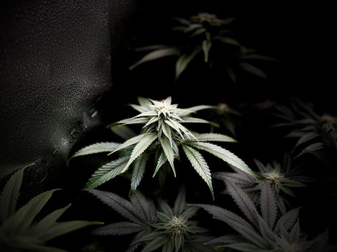 Clone to harvest - 4 Strain SoG indoor. Week 8