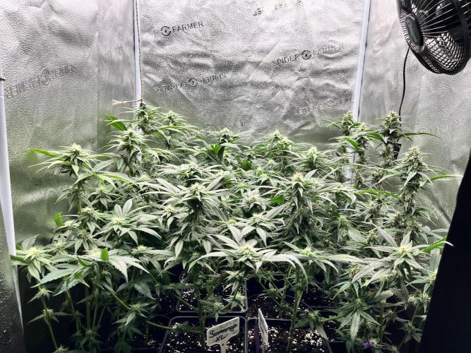 Clone to harvest - 4 Strain SoG indoor. Week 8