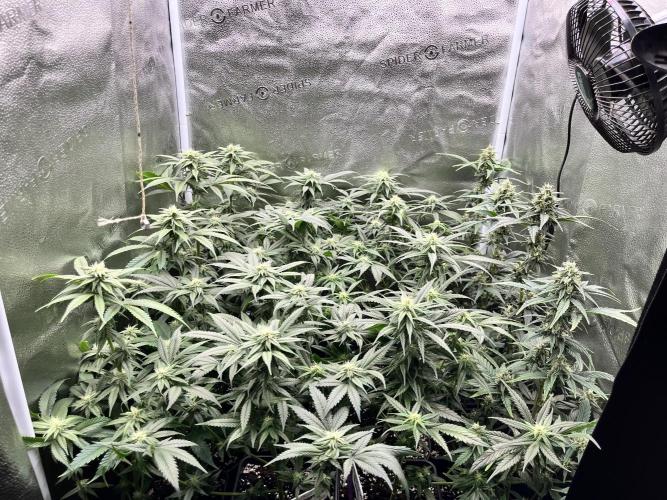 Clone to harvest - 4 Strain SoG indoor. Week 8