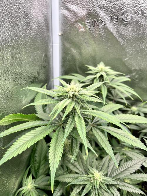 Clone to harvest - 4 Strain SoG indoor. Week 8