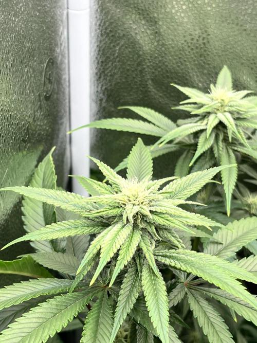 Clone to harvest - 4 Strain SoG indoor. Week 8