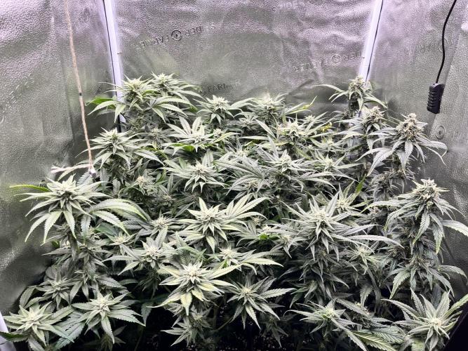 Clone to harvest - 4 Strain SoG indoor. Week 9