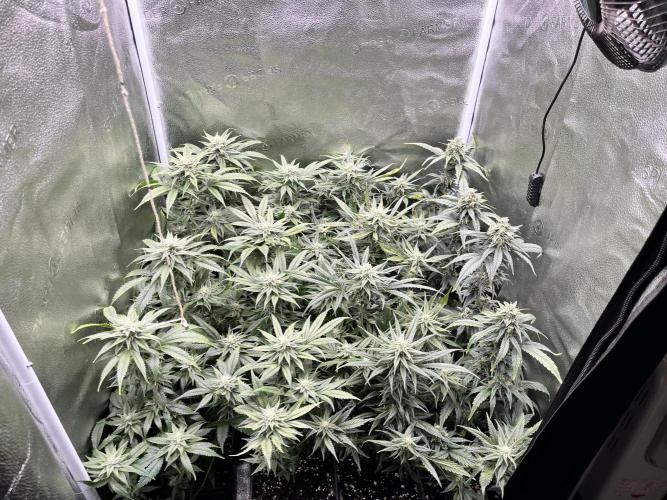 Clone to harvest - 4 Strain SoG indoor. Week 9