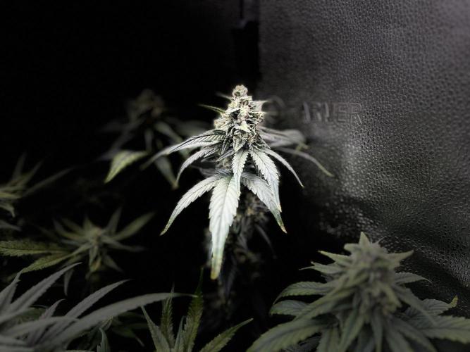 Clone to harvest - 4 Strain SoG indoor. Week 9