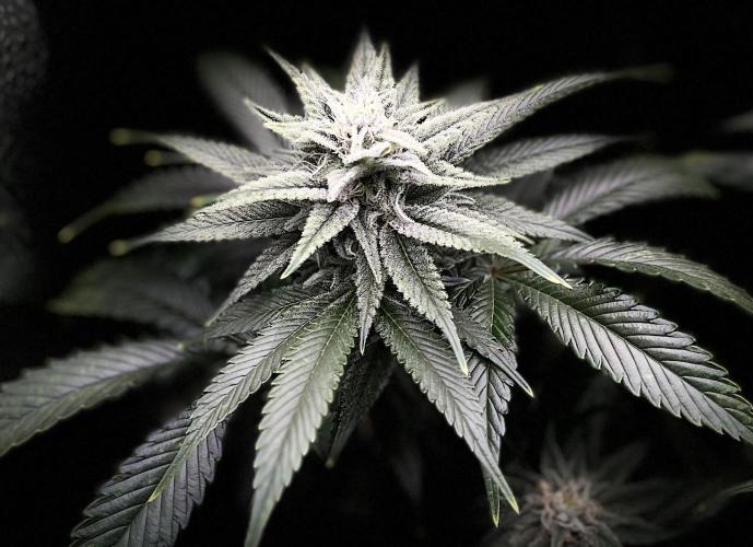 Clone to harvest - 4 Strain SoG indoor. Week 9