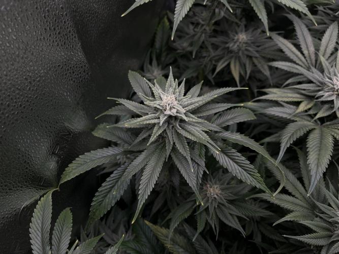 Clone to harvest - 4 Strain SoG indoor. Week 9