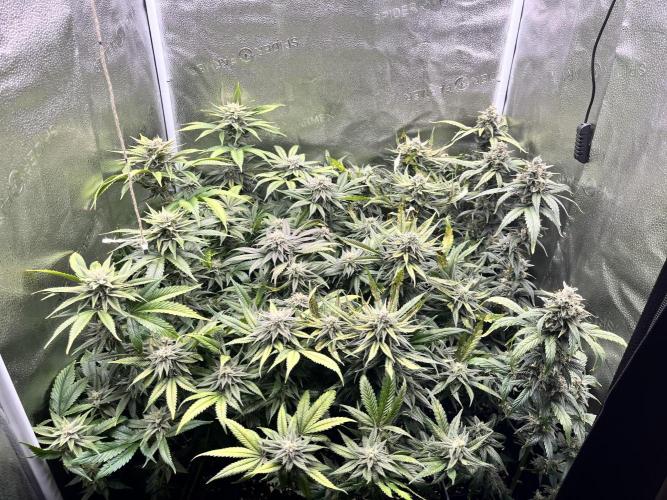 Clone to harvest - 4 Strain SoG indoor. Week 10