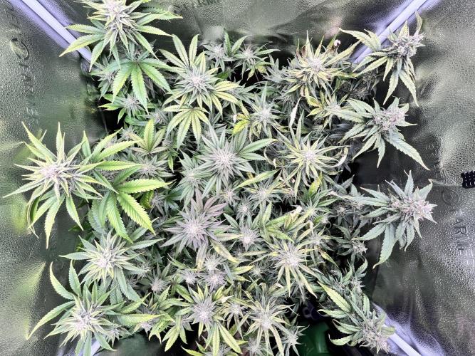 Clone to harvest - 4 Strain SoG indoor. Week 10
