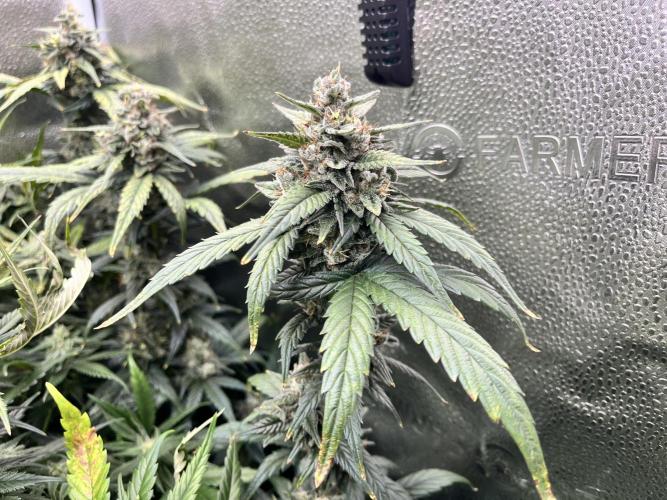 Clone to harvest - 4 Strain SoG indoor. Week 10