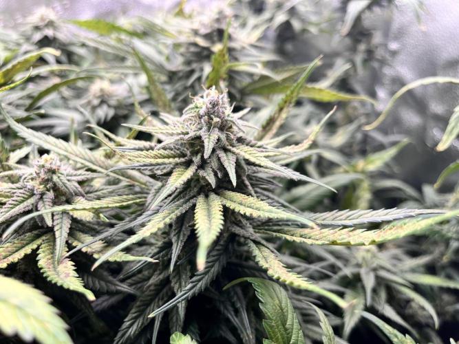 Clone to harvest - 4 Strain SoG indoor. Week 10