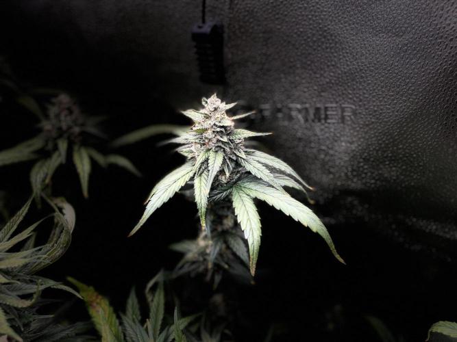 Clone to harvest - 4 Strain SoG indoor. Week 10