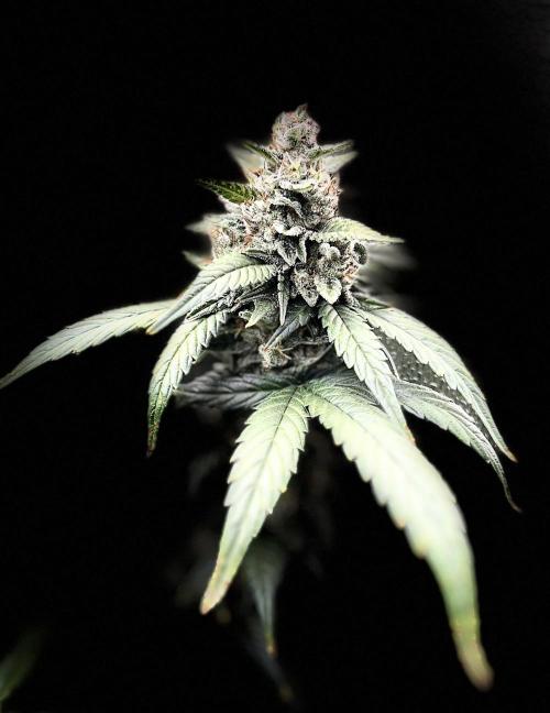 Clone to harvest - 4 Strain SoG indoor. Week 10