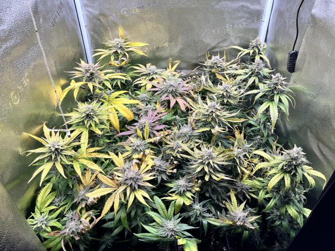 Clone to harvest - 4 Strain SoG indoor. Week 11