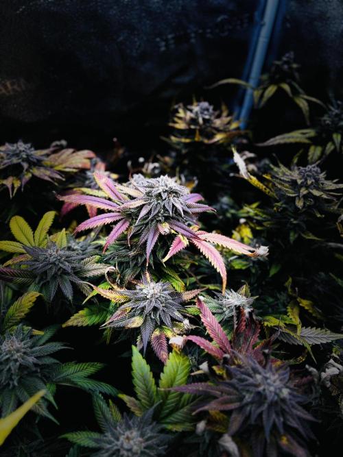 Clone to harvest - 4 Strain SoG indoor. Week 12