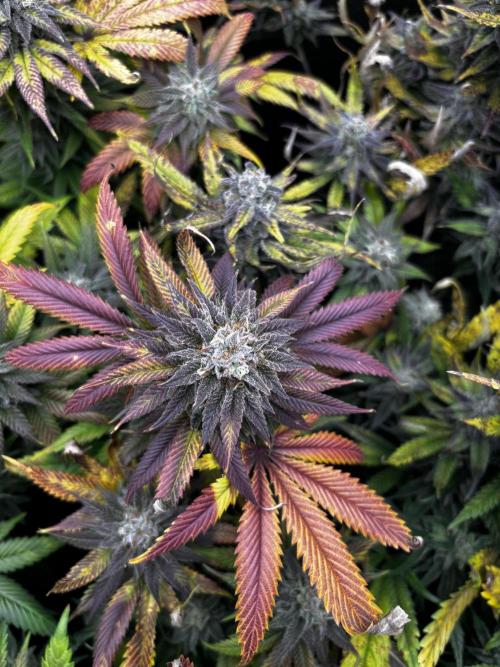 Clone to harvest - 4 Strain SoG indoor. Week 12