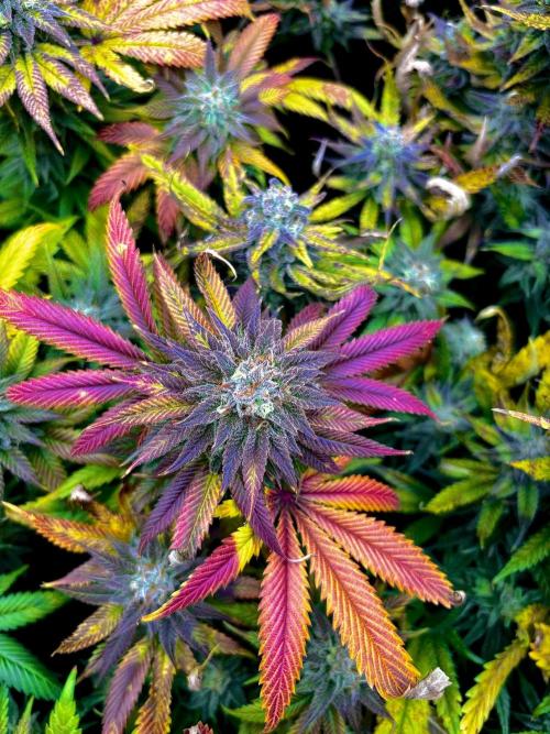 Clone to harvest - 4 Strain SoG indoor. Week 12