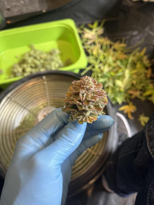 Clone to harvest - 4 Strain SoG indoor. Week 13