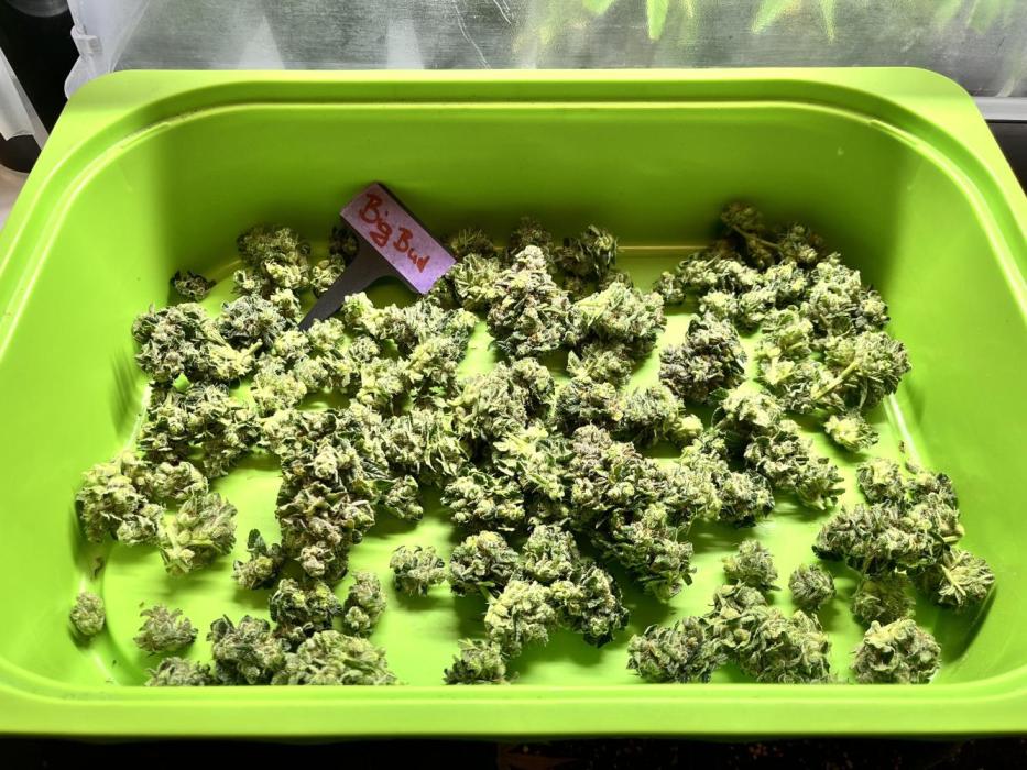 Clone to harvest - 4 Strain SoG indoor. Week 13