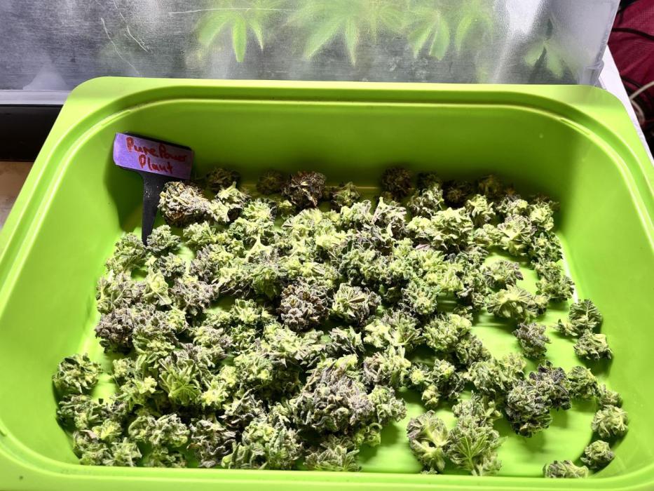 Clone to harvest - 4 Strain SoG indoor. Week 13