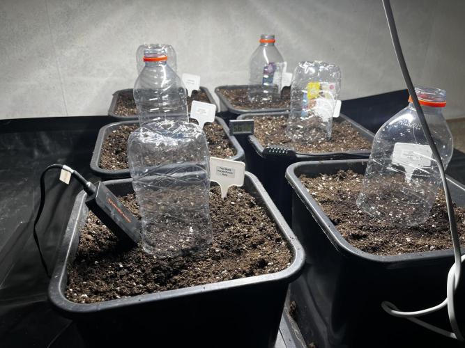 5 Autos 15L | Spider Farmer  SE3000. Week 0