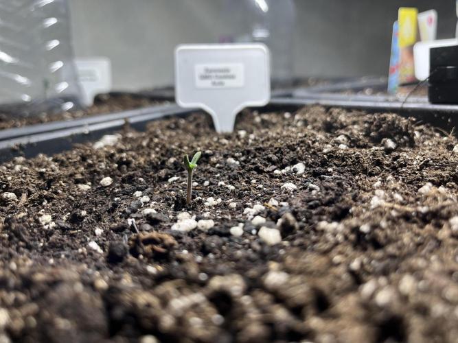 5 Autos 15L | Spider Farmer  SE3000. Week 0