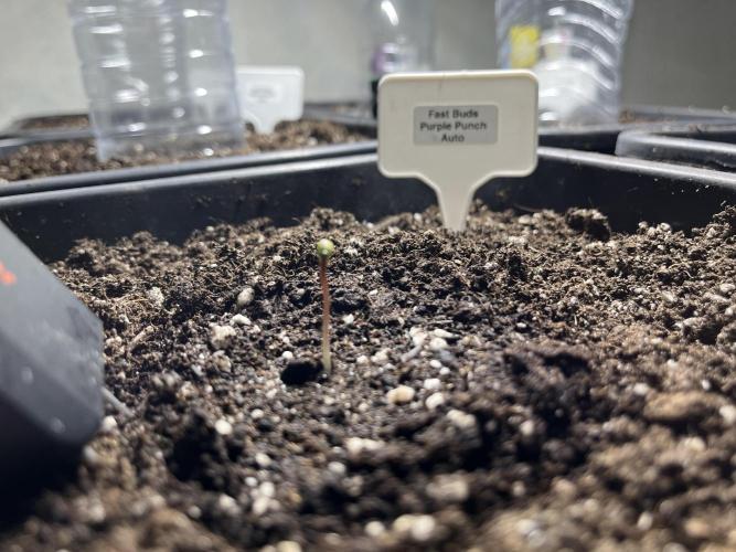 5 Autos 15L | Spider Farmer  SE3000. Week 0