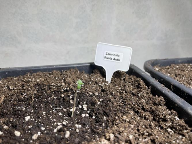 5 Autos 15L | Spider Farmer  SE3000. Week 0