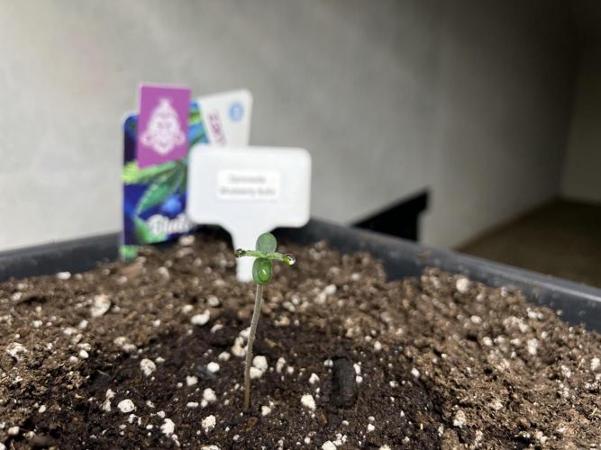 5 Autos 15L | Spider Farmer  SE3000. Week 0