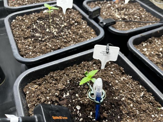 5 Autos 15L | Spider Farmer  SE3000. Week 1