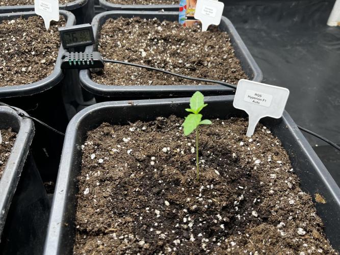 5 Autos 15L | Spider Farmer  SE3000. Week 1