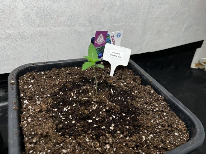 5 Autos 15L | Spider Farmer  SE3000. Week 1