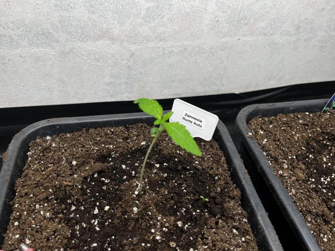 5 Autos 15L | Spider Farmer  SE3000. Week 1