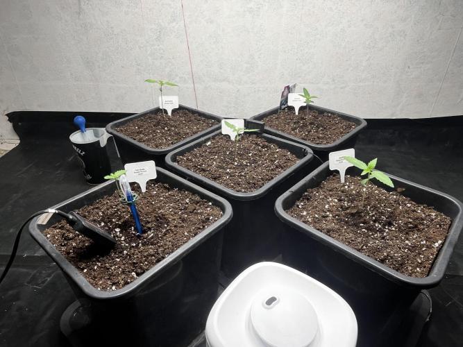 5 Autos 15L | Spider Farmer  SE3000. Week 1