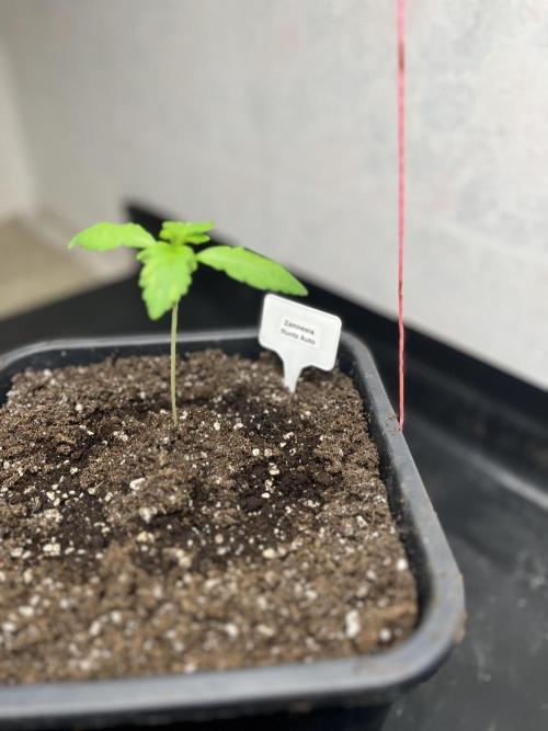 5 Autos 15L | Spider Farmer  SE3000. Week 1
