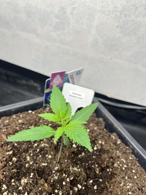 5 Autos 15L | Spider Farmer  SE3000. Week 1