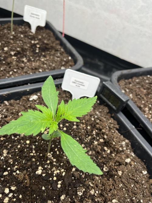 5 Autos 15L | Spider Farmer  SE3000. Week 1