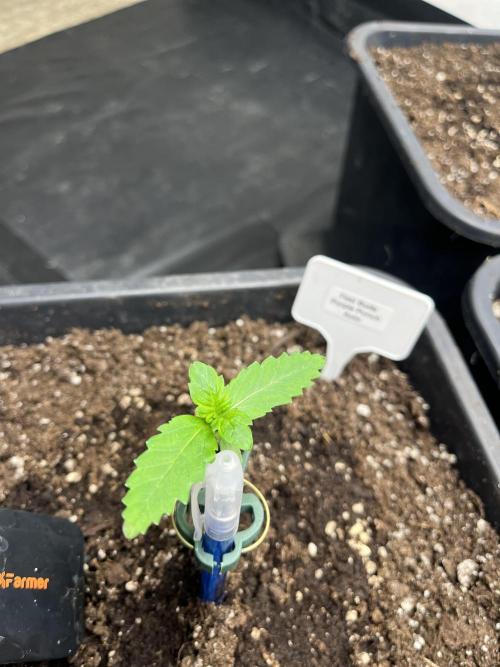 5 Autos 15L | Spider Farmer  SE3000. Week 1