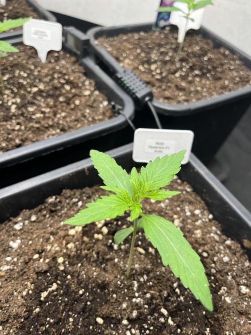 5 Autos 15L | Spider Farmer  SE3000. Week 1