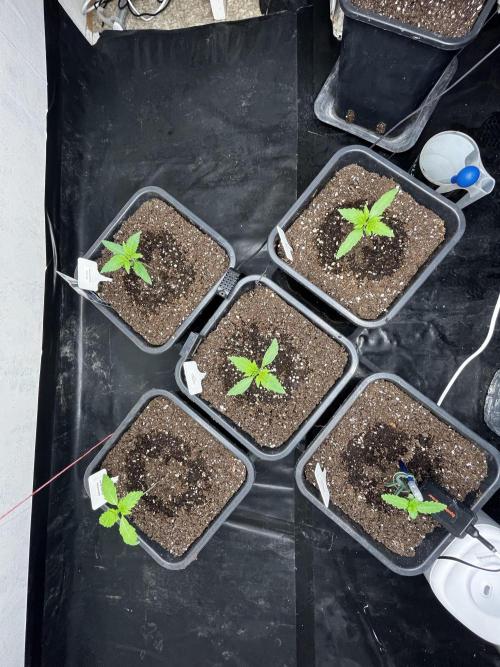 5 Autos 15L | Spider Farmer  SE3000. Week 1