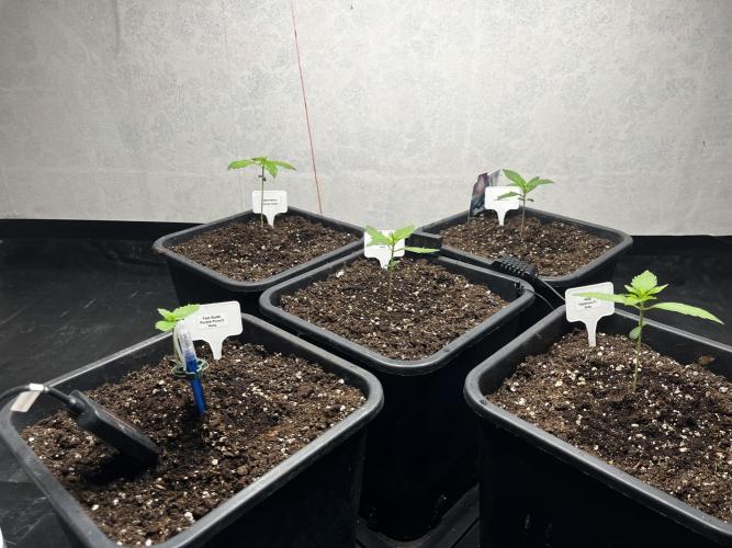 5 Autos 15L | Spider Farmer  SE3000. Week 1