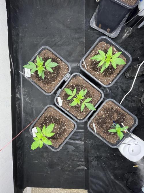 5 Autos 15L | Spider Farmer  SE3000. Week 2
