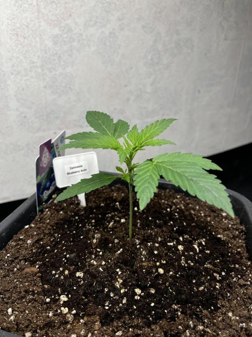 5 Autos 15L | Spider Farmer  SE3000. Week 2