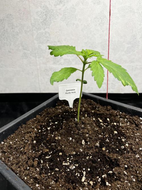 5 Autos 15L | Spider Farmer  SE3000. Week 2