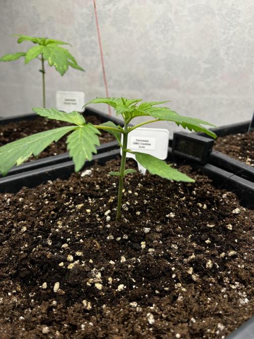 5 Autos 15L | Spider Farmer  SE3000. Week 2