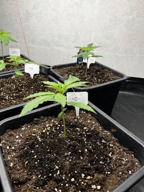 5 Autos 15L | Spider Farmer  SE3000. Week 2