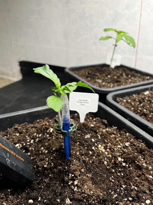 5 Autos 15L | Spider Farmer  SE3000. Week 2